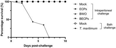 Tenacibaculum maritimum can boost inflammation in Dicentrarchus labrax upon peritoneal injection but cannot trigger tenacibaculosis disease